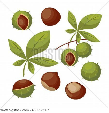 Chestnuts With Shells And Leaves Vector Illustrations Set. Brown Nuts With And Without Green Shells 