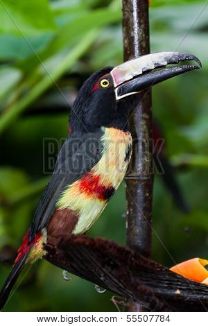 Aracari Tucan