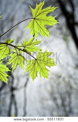 Leaves At A Branch Of The Tree