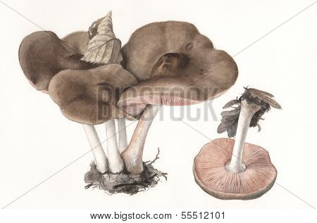 Mushroom Pluteus atricapillus / Hand painted