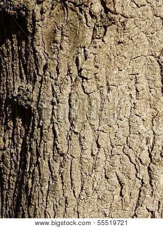 Tree Bark