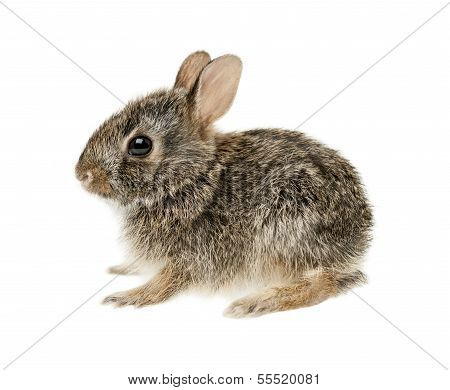 Baby Cottontail Bunny Rabbit