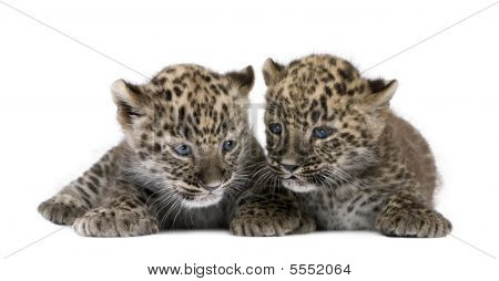 persische Leopard Cub (6 Wochen)