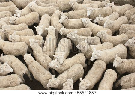 Sheep in pen