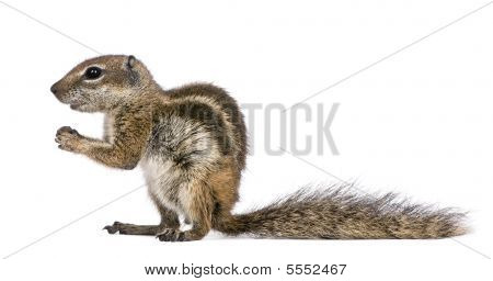 Atlashörnchen