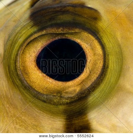 Närbild på en fisk Eye