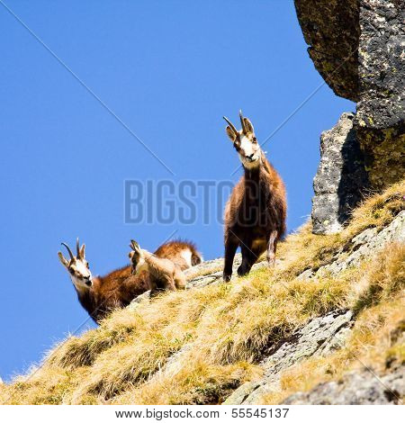 Chamois (rupicapra Carpatica) In Mountain High Tatras, Poland