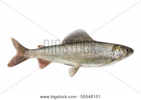 Grayling