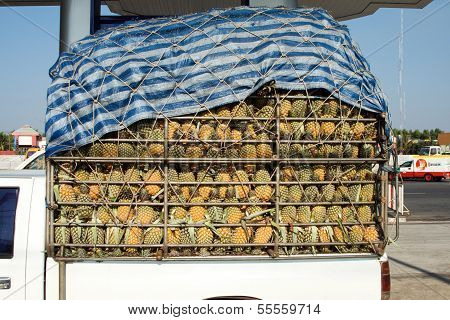 Ananas Are Stapled, Loaded And Transported On A Pickup