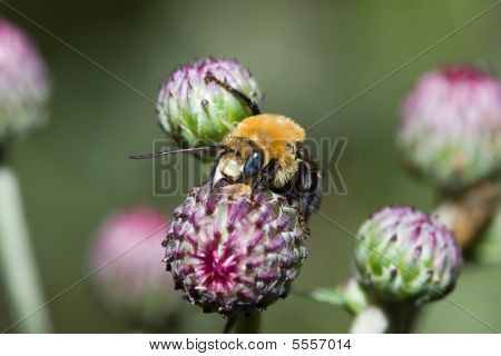 Zlatá severní Čmelák (bombus Sp.)