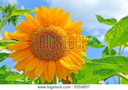 Girasol