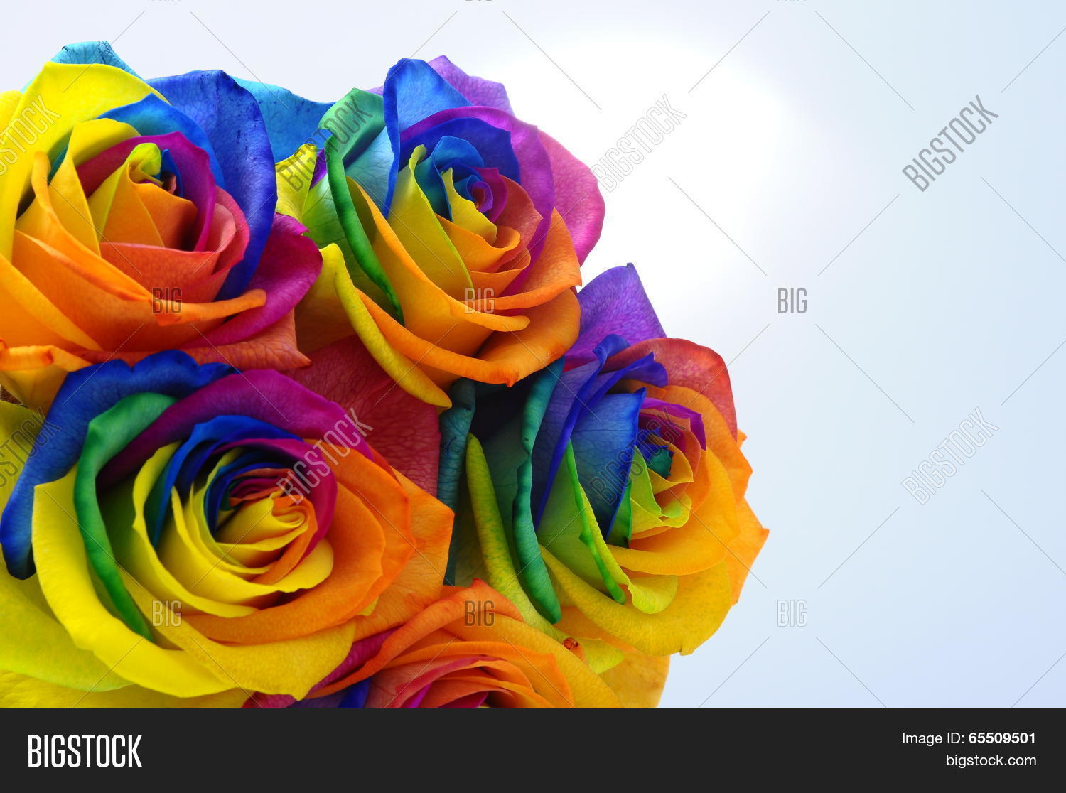 Rainbow Rose Happy Image & Photo (Free Trial) | Bigstock