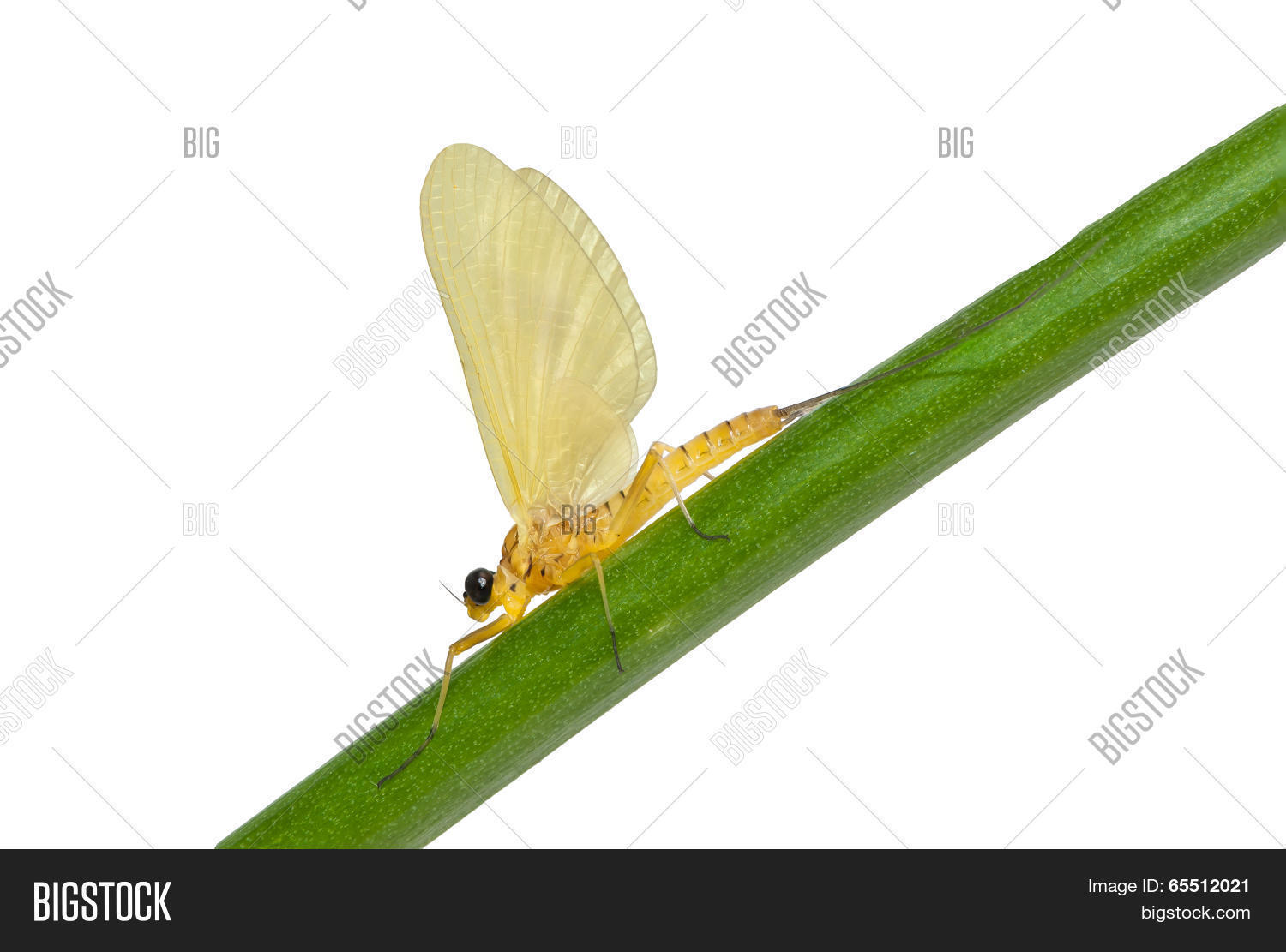 Image Preview