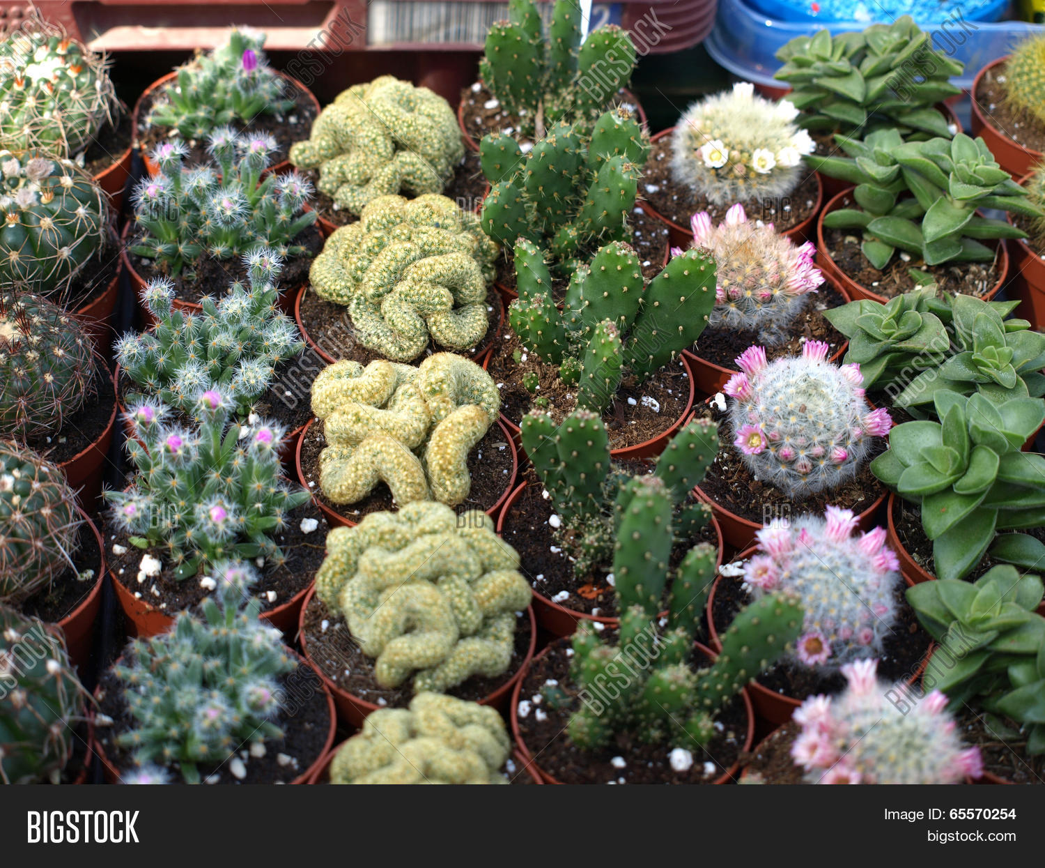 Image Preview