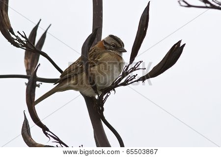 Male Rufous-collared Sparrow Sitting On A Branch Of A Bush 1
