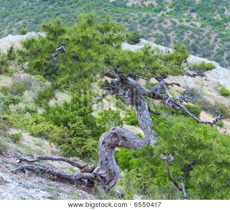 สนทรีในฤดูร้อนภูเขาฮิลล์ (crimea ยูเครน)