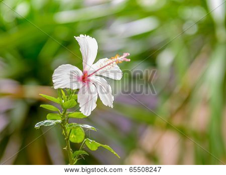Hibiscus flower