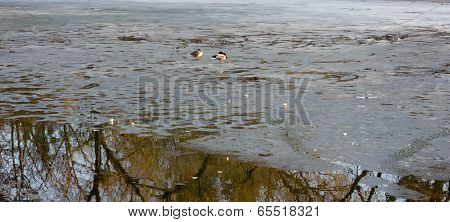 Ducks on a half icebound pond