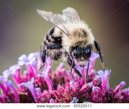 Bumblebee On Purple Flower