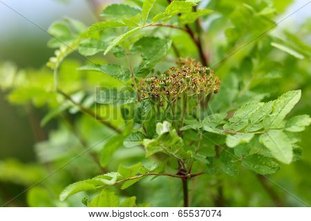 Green plant, outdoors