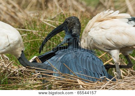 A Black Egret (egretta Ardesiaca) Poking Its Head Out From Under Its Wings And Finding It Is Surroun