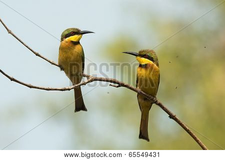 2 Little-bee Eaters (merops Pusillus) Surrounded By Tiny Flies