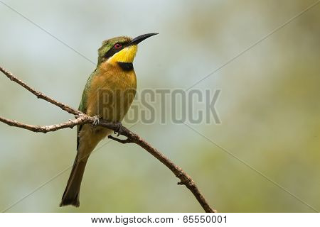 A Little-bee Eater (merops Pusillus) Searching The Skies