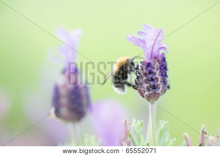 Lavendel Bee