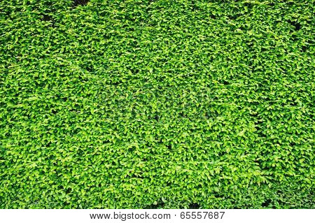 Tiny green leaves pattern background