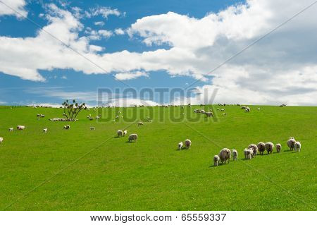 Common view in the New Zealand - hills covered by green grass with herds of sheep