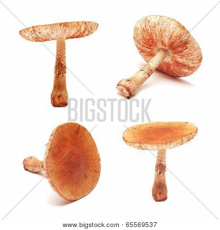 Amanita Rubescens Mushroom
