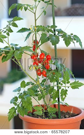 Red Tomato Pot On The Windowsill Of The Building