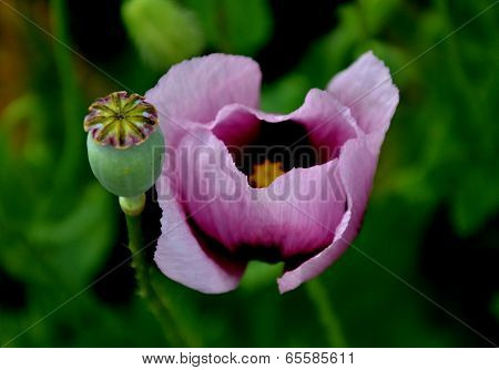 Violet poppy