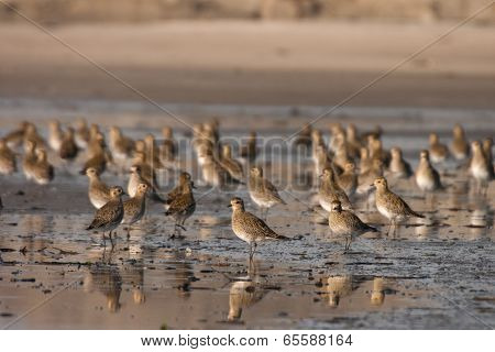 European Golden Plover