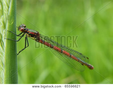 Large Red Damselfly