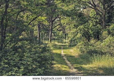 Walking In Pinewood Forest