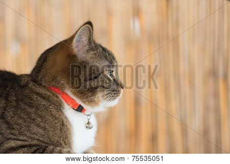 Cat Collar