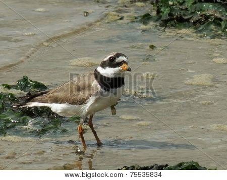 Ringed Plover On A Beach
