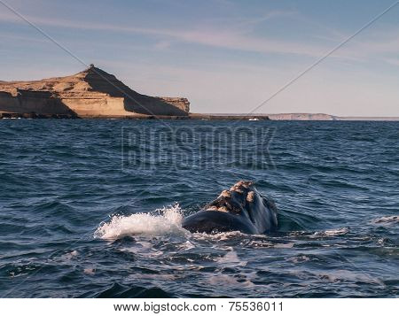 Right Whale Surfacing