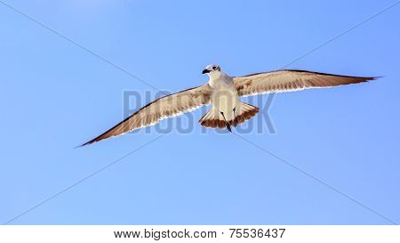 Seagull On Blue Sky