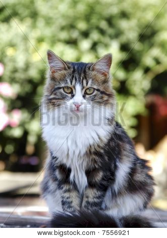 Kedi portresi