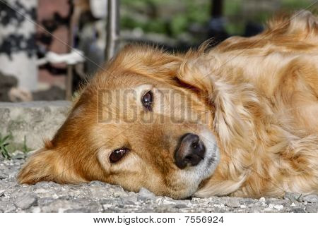 Evde köpek
