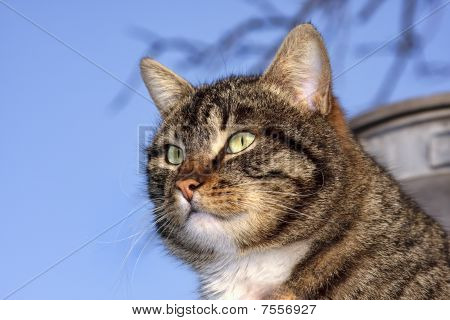 Kedi portresi