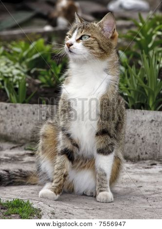 Kedi portresi