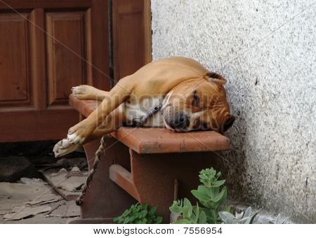 Evde köpek
