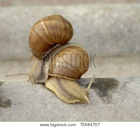 Snails Family