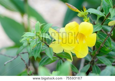 Allamanda Cathartica