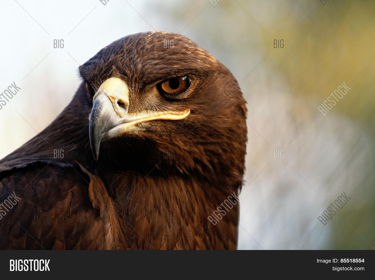 Image Preview
