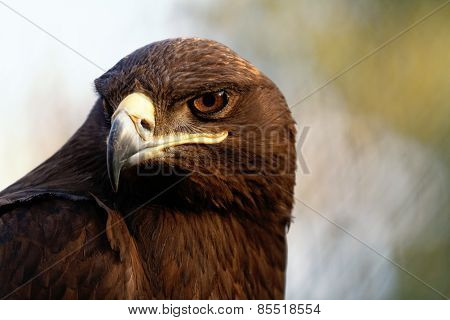 The Steppe Eagle