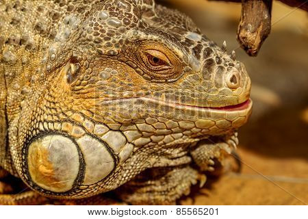 Fantastic Close-up Portrait Of Tropical Iguana. Selective Focus, Shallow Depth Of Field